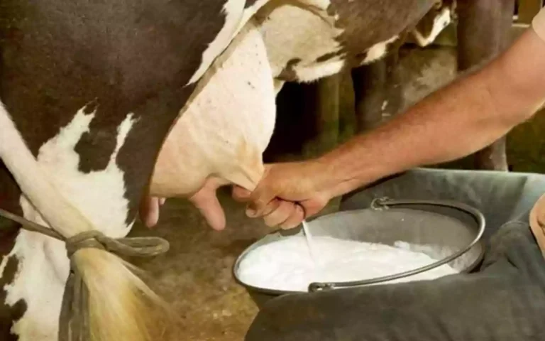 Rising Cumilla - COW MILK