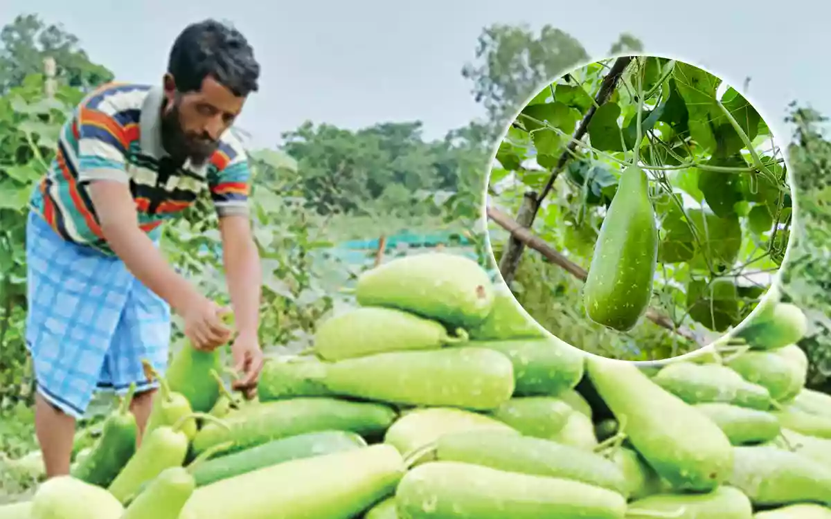 Rising Cumilla - Cultivation of gourds