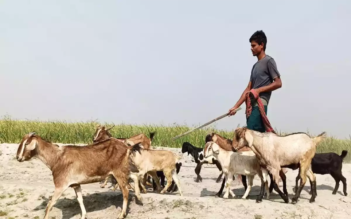 Rising Cumilla - Goat farming