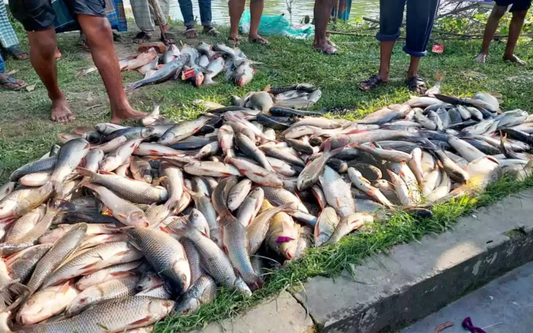 পুকুর থেকে মাছ ধরা হচ্ছে