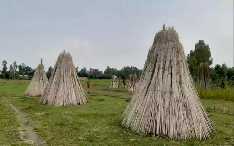 Rising Cumilla - jute cultivation