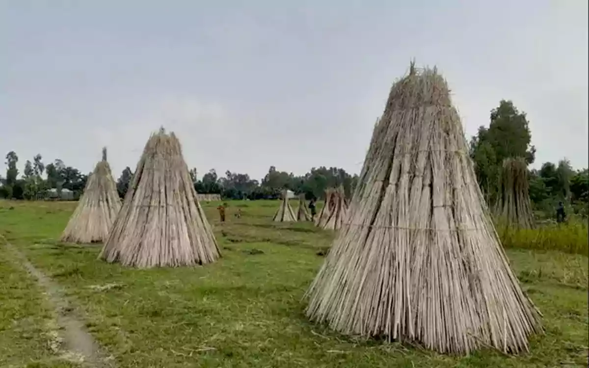 Rising Cumilla - jute cultivation
