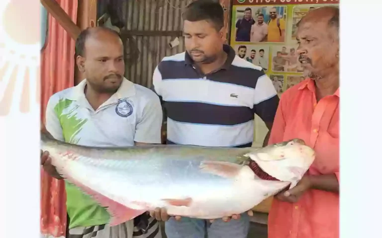 Rising Cumilla -A 14.5 kg 'Dhai' fish was caught in the Padma River, what is the price