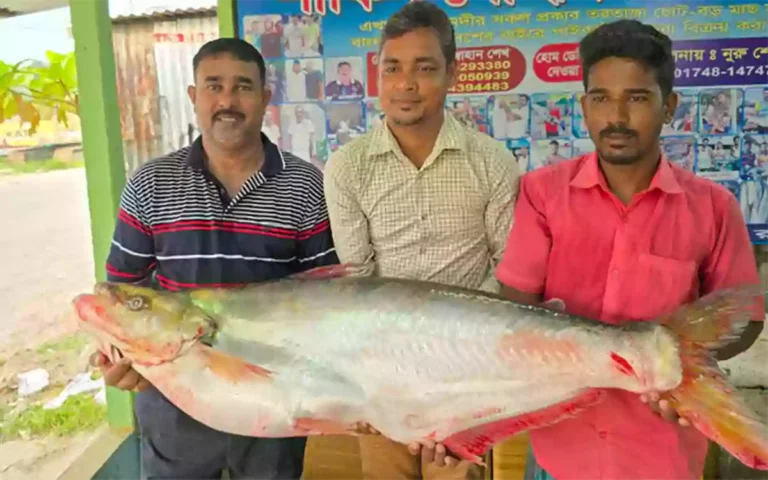 Rising Cumilla - A 22 kg fish was caught in the Padma River, worth more than 1 lakh tk