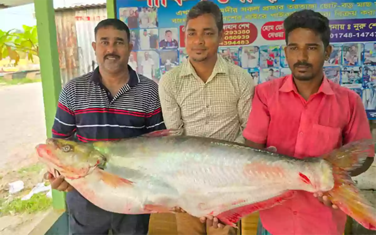 Rising Cumilla - A 22 kg fish was caught in the Padma River, worth more than 1 lakh tk