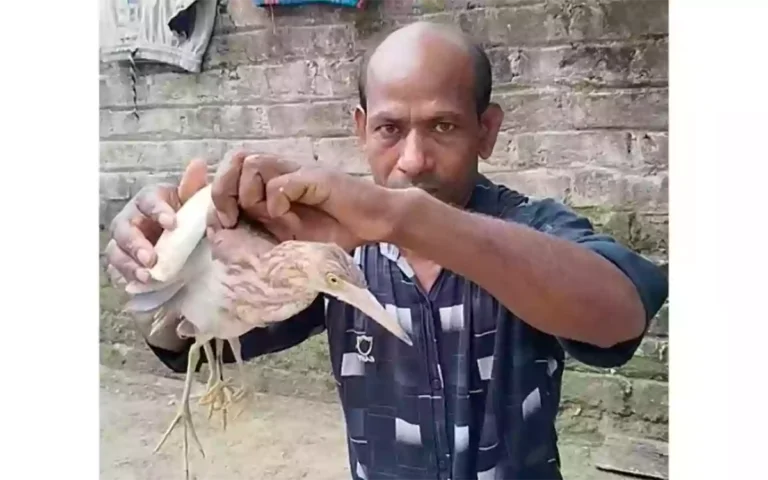 Birth defect: Excitement over 4-legged goat, crowd of eager people in Kurigram