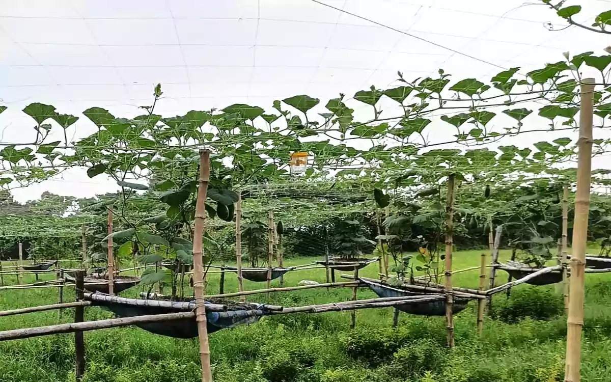 Cultivation using the Dhali method is becoming popular to meet the demand for vegetables throughout the year.