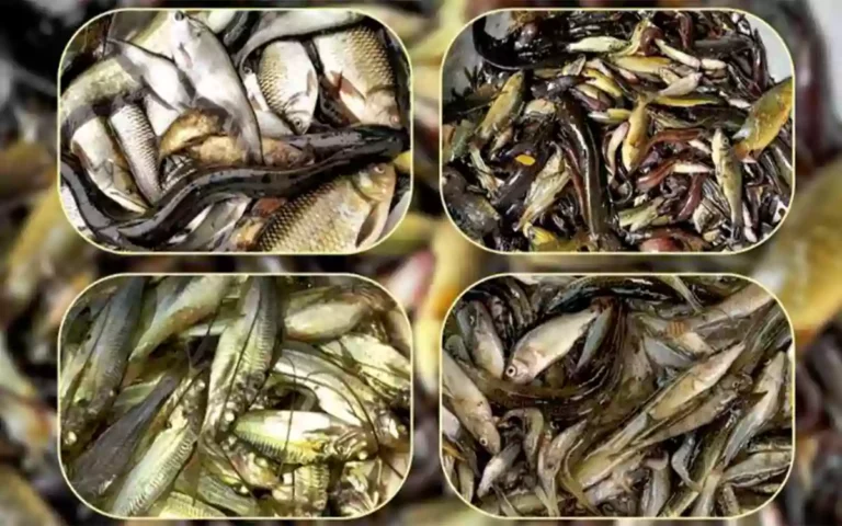 Rising Cumilla - Native fish species disappearing from Chandina-Causes and remedies