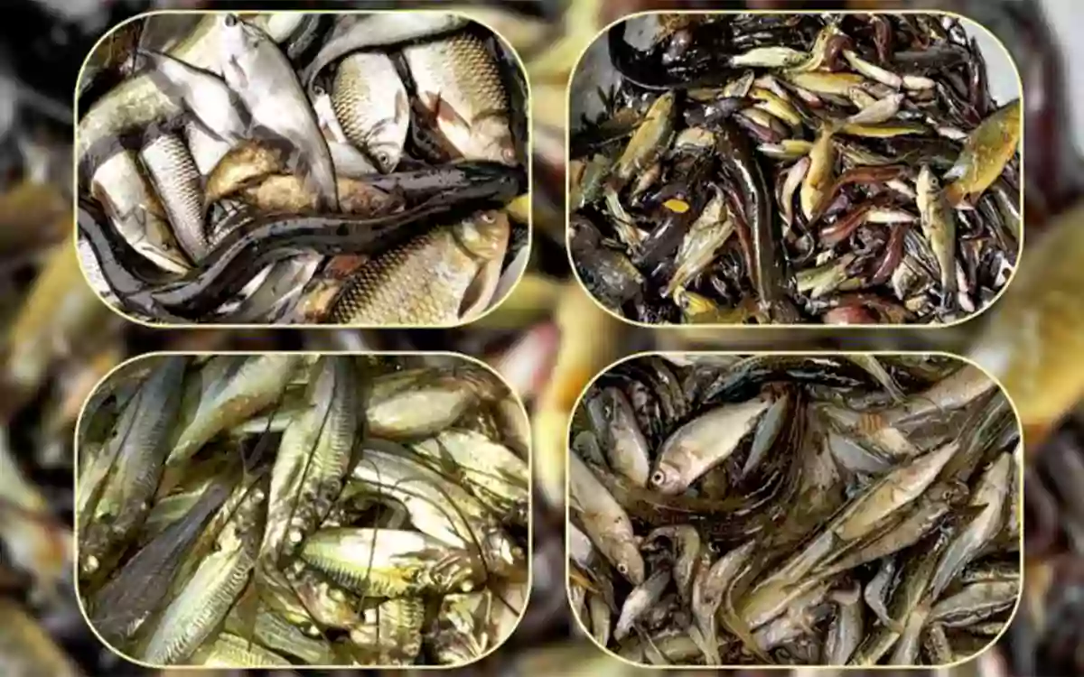 Rising Cumilla - Native fish species disappearing from Chandina-Causes and remedies