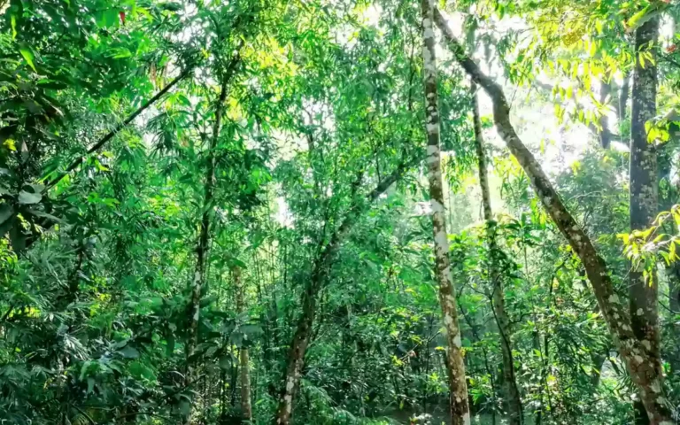 হৃদয়ের ক্যানভাসে প্রকৃতির রঙ: ঋতুভেদে আমাদের অনুভূতির সফর