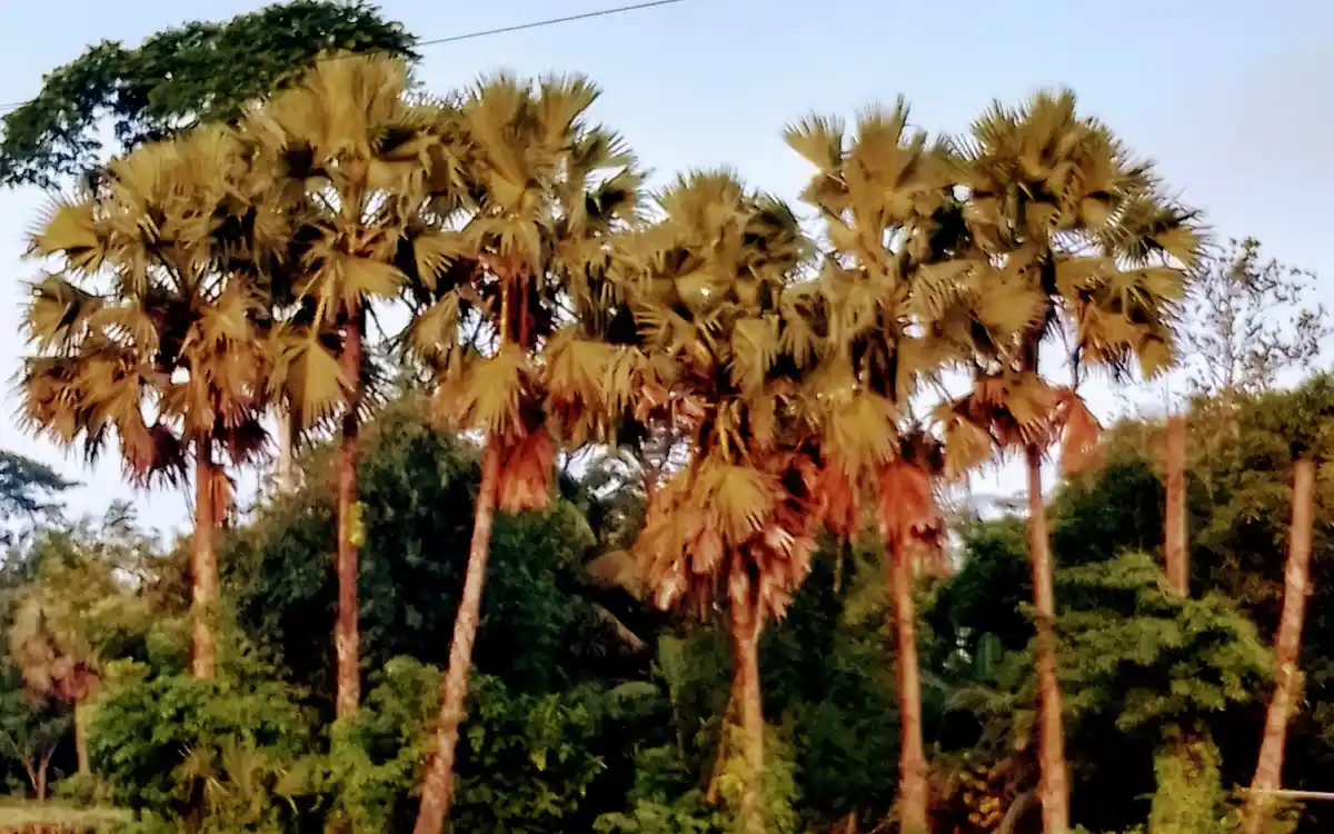 হারিয়ে যাচ্ছে চান্দিনার ঐতিহ্যবাহী তালগাছ, চিন্তিত পরিবেশবিদরা