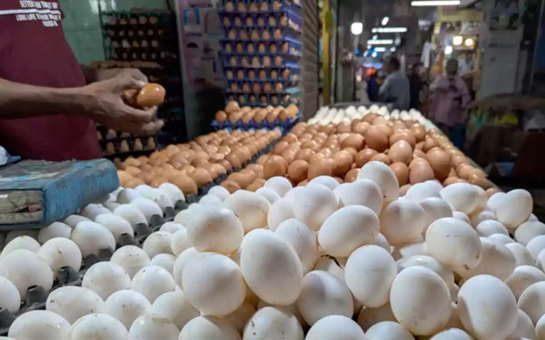 Rising Cumilla - EGG