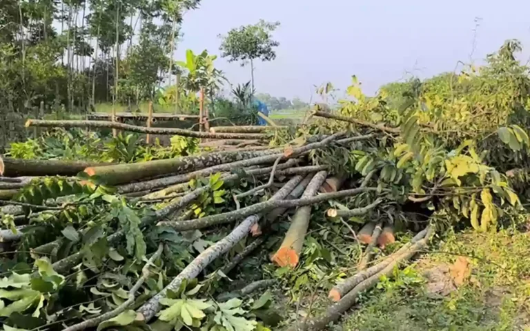 Rising Cumilla - Farmer accused of cutting down trees in the name of building a school in Debidwar, Comilla