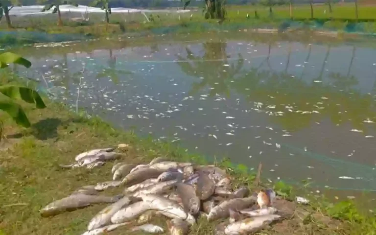 Rising Cumilla - Fish worth Tk 1.8 million lost in pond after miscreants poisoned it in Comilla