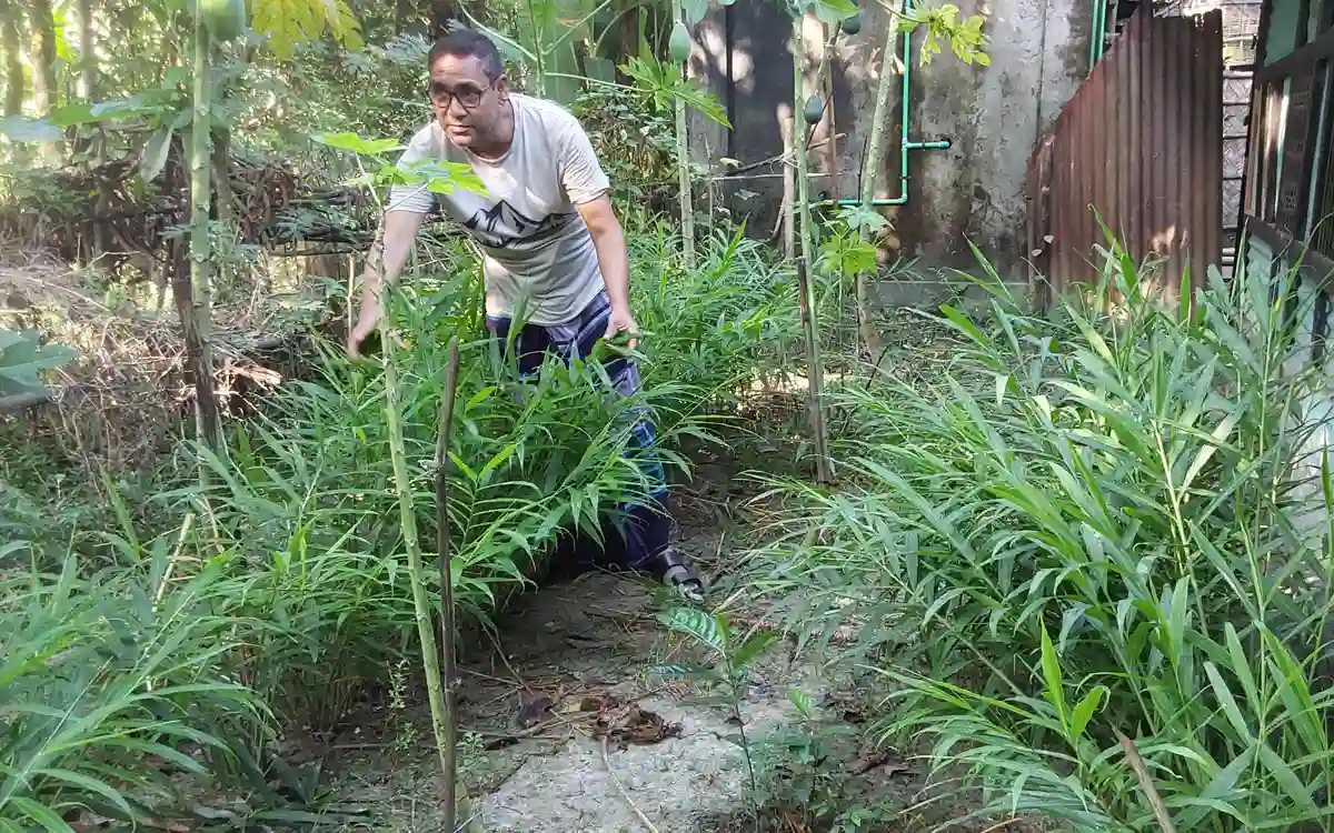 Rising Cumilla- Golden harvest in abandoned house in Chandina Manik Mia's ginger-papaya magic