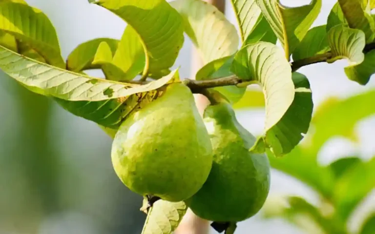 Rising Cumilla -Guava