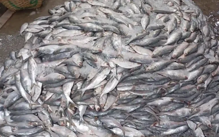 Rising Cumilla -Ice-covered hilsa is strewn across Chandpur's fish market, raising concerns among buyers