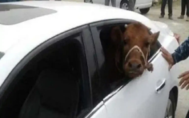 Rising Cumilla -Private car used to steal cows in Mirsarai