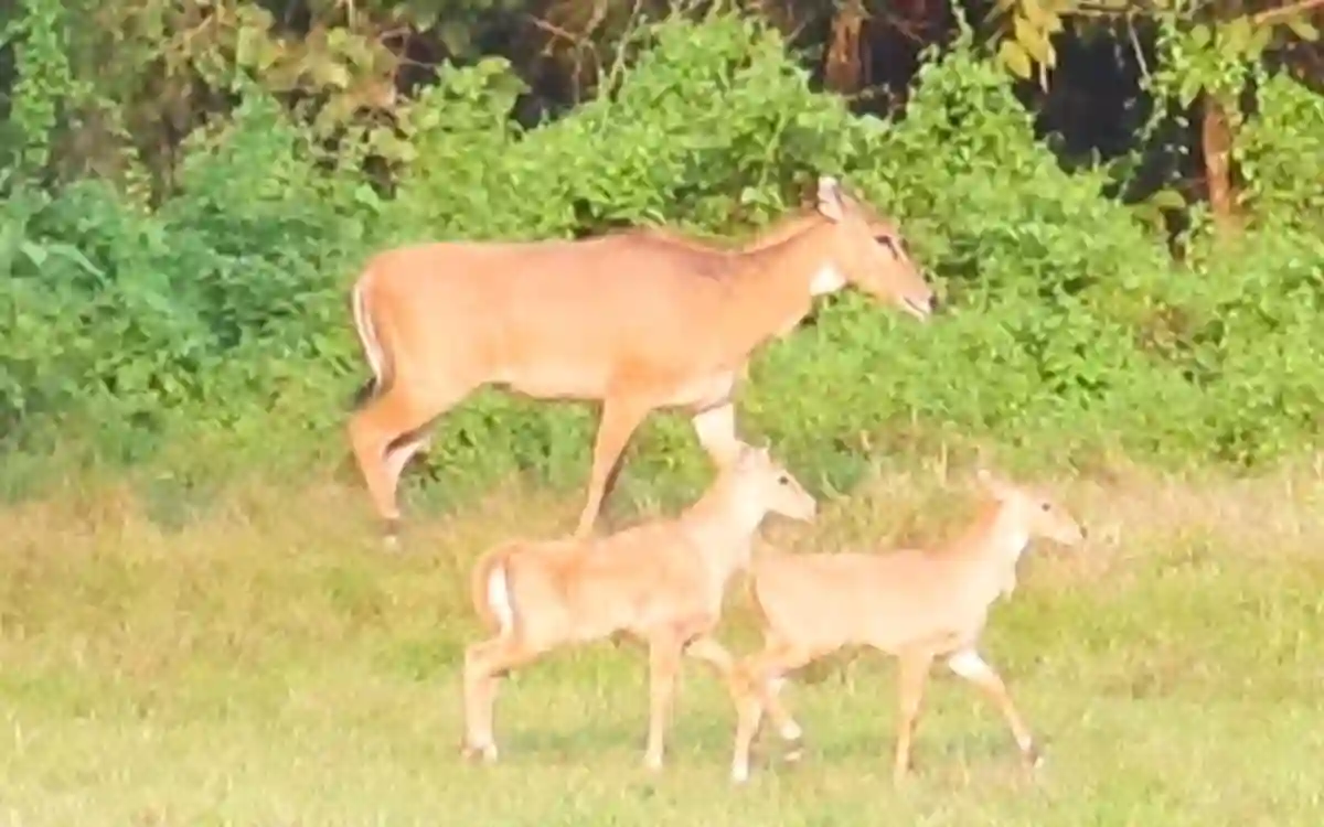 Rising Cumilla -Two nilgai cubs born at Gazipur Safari Park