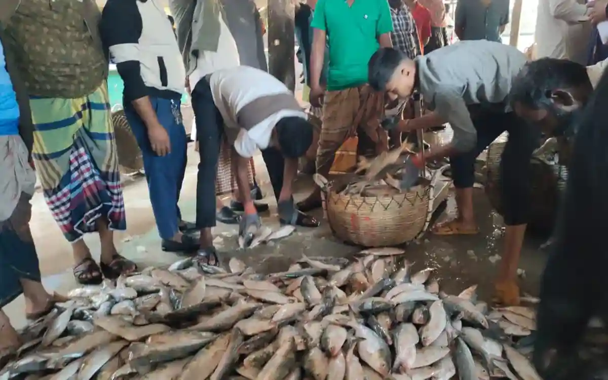 Rising Cumilla -200 tons of Hilsa caught in one net in the Bay of Bengal
