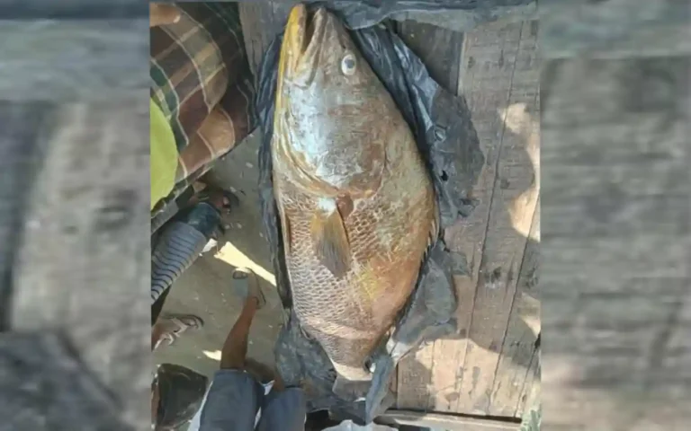 Rising Cumilla -32 kg poa fish caught in a fisherman's net in St. Martin's