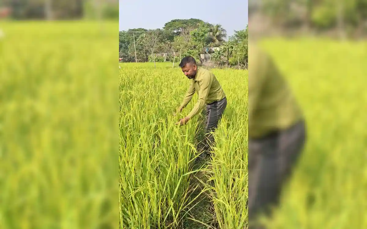 Rising Cumilla -Bumper yield of Aman in Chandina thanks to the touch of the Agriculture Department, New horizons of success