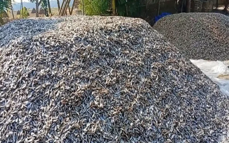 Rising Cumilla -Demand for chemical-free chappa shutki is increasing in Narail