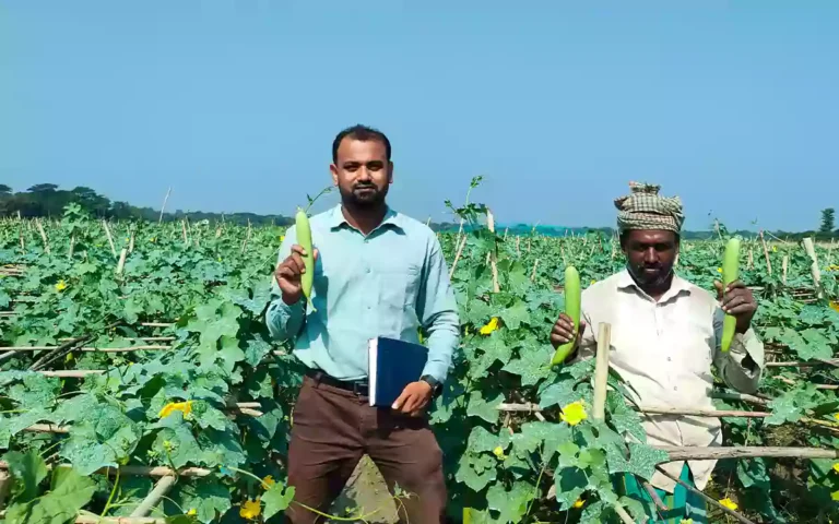 Rising Cumilla - Farmer Billal Hossain dreams of changing his fortunes by cultivating dhundul in Chandina, Comilla