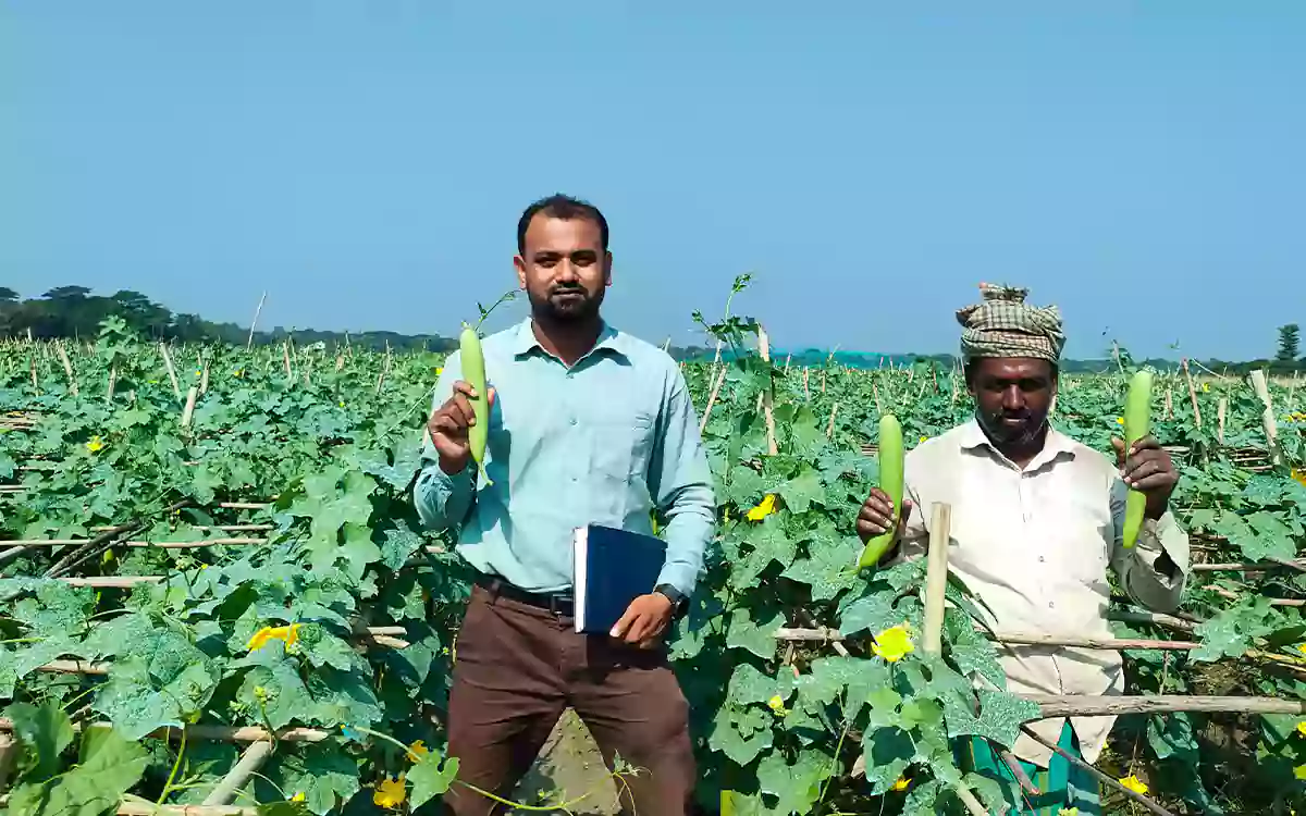 Rising Cumilla - Farmer Billal Hossain dreams of changing his fortunes by cultivating dhundul in Chandina, Comilla