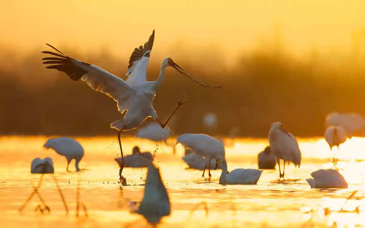 Rising Cumilla -Guest bird Siberian crane