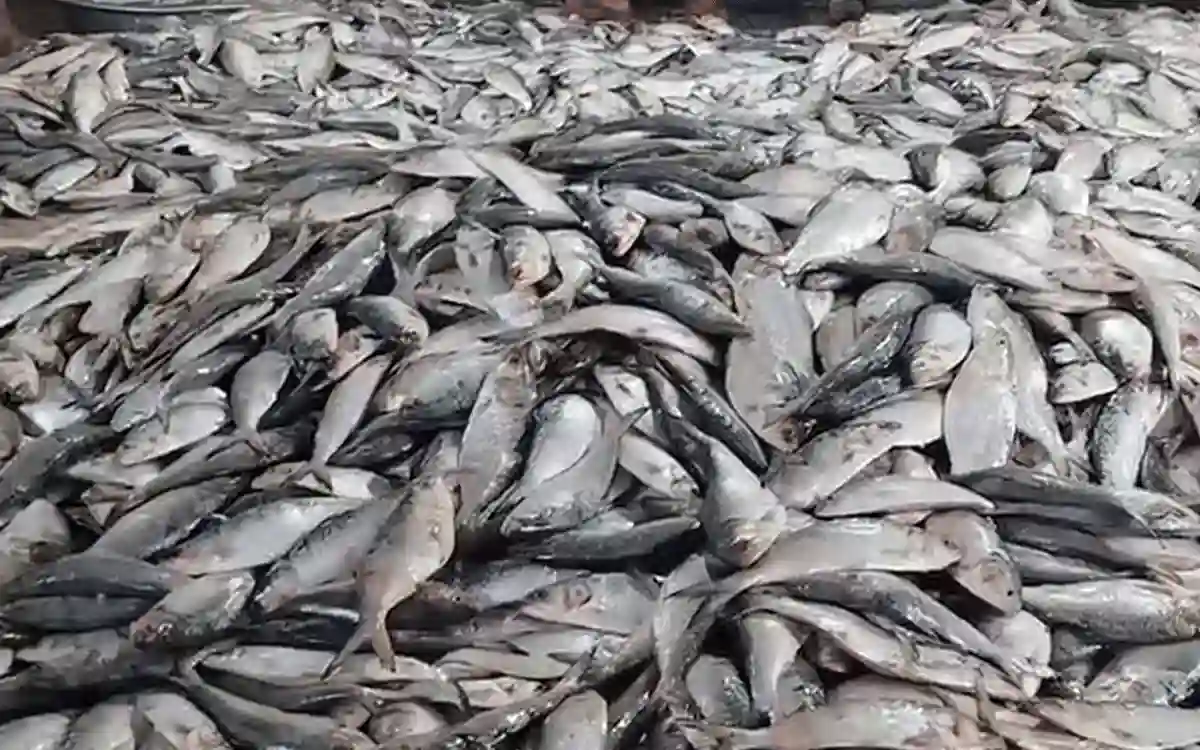 Rising Cumilla -Ilish