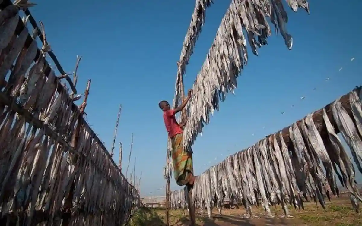 Rising Cumilla - Kuakata fishermen are busy making chemical-free dried fish in the sun