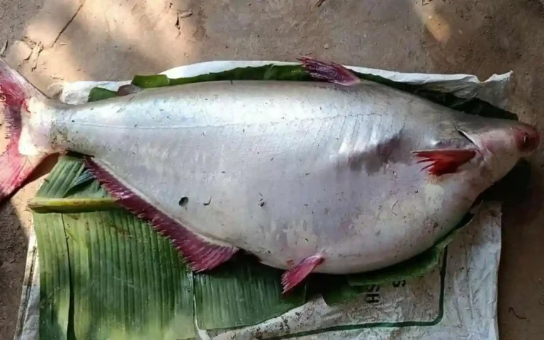 পটুয়াখালীতে জেলের জালে ১৮ কেজির বিরল পাঙাশ মাছ