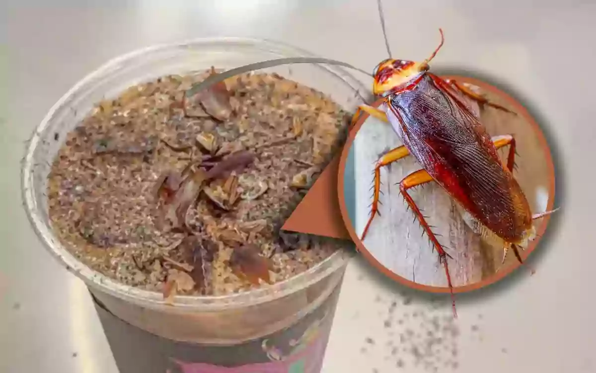 চীনের এই জাদুঘর বানাচ্ছে তেলাপোকা-মেশানো কফি, প্রতি কাপ প্রায় ৭০০ টাকা