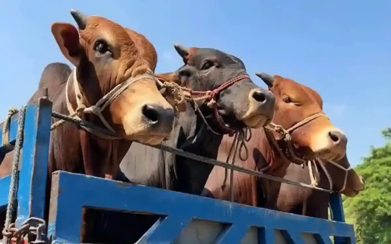 Rising Cumilla -Truck loaded with cows