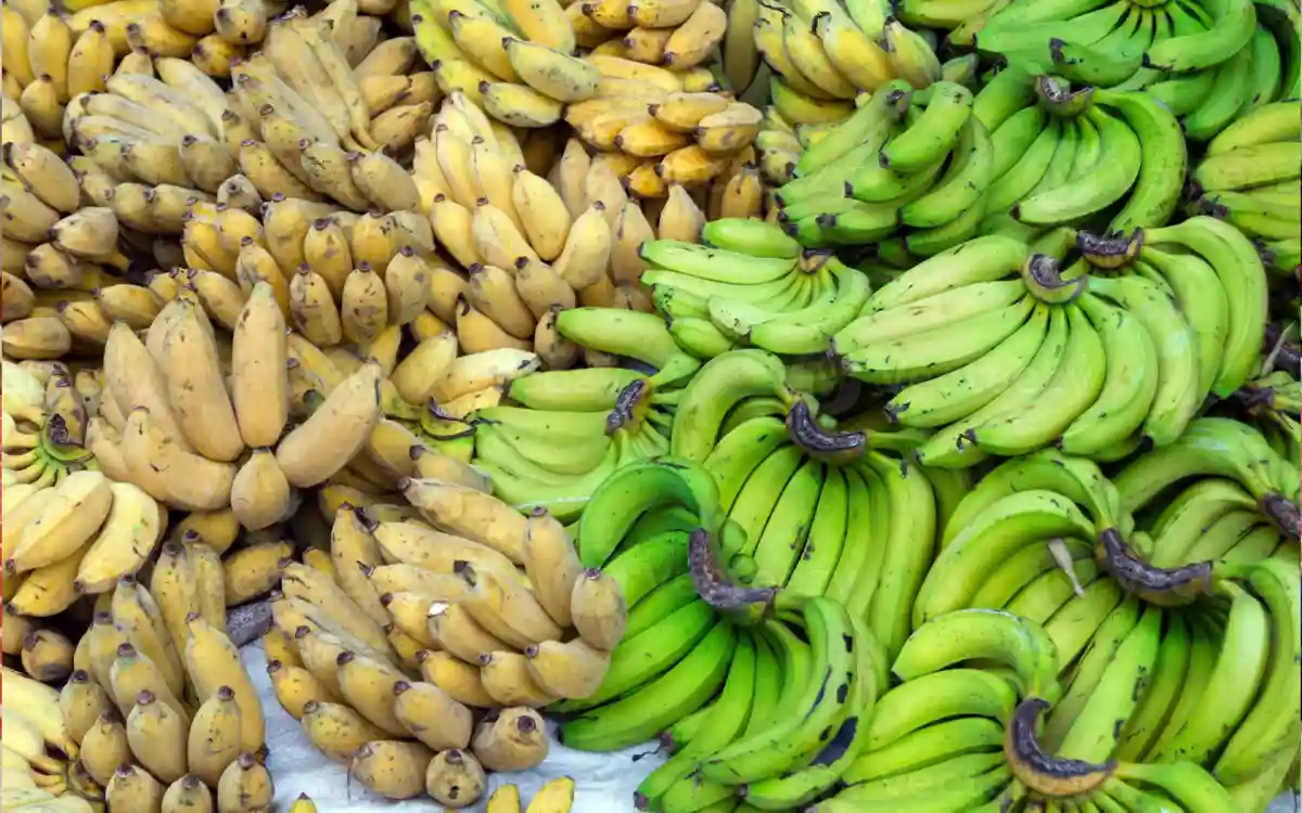 Rising Cumilla -What kind of bananas should diabetics eat