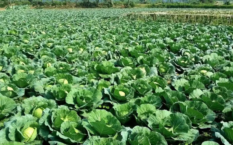 Rising Cumilla -Winter vegetable cultivation