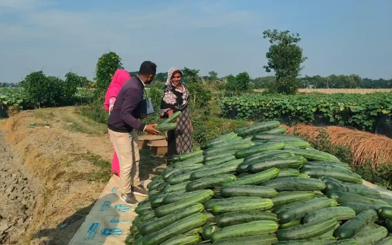Rising Cumilla - 'Bumper' cucumber harvest in Chandina, A story of changing fortunes for a farmer on 20 bighas of land