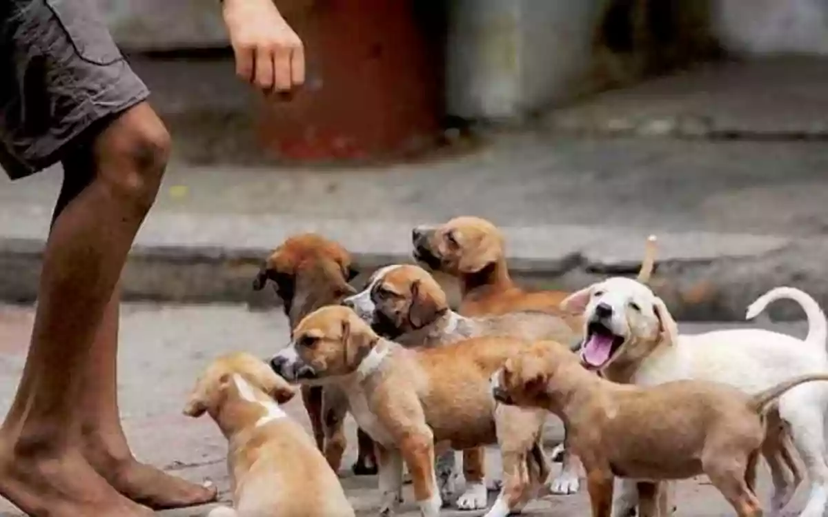 পথ কুকুর বা বিড়াল মেরে ফেললে দেশের আইনে কী শাস্তি আছে