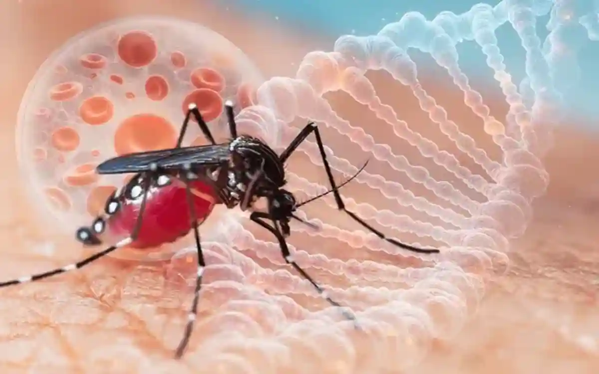 Rising Cumilla - Dengue-Chikungunya