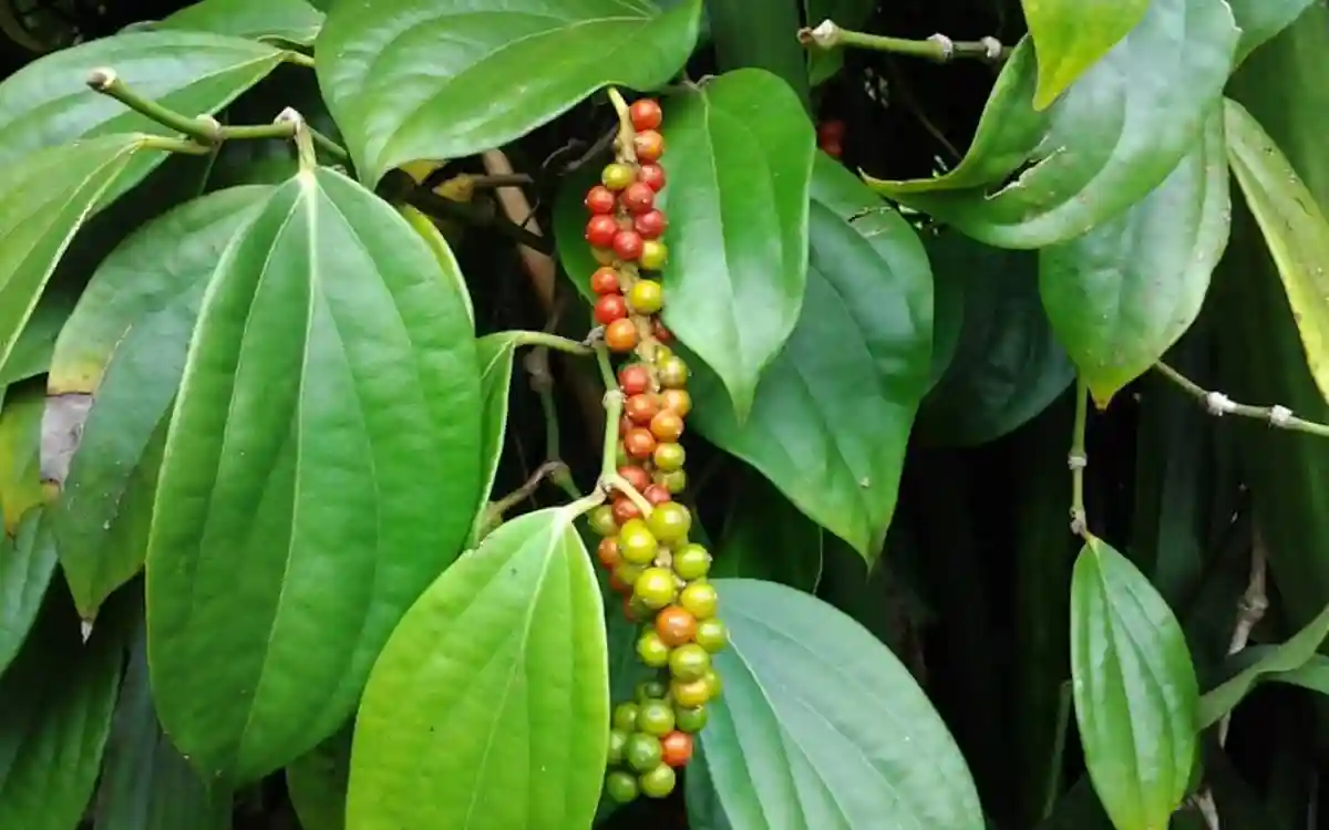 Rising Cumilla - Pepper cultivation