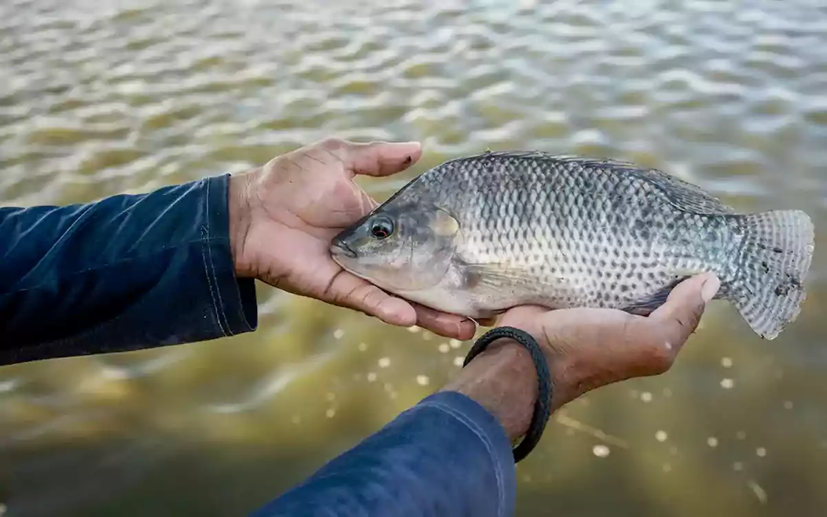 তেলাপিয়া মাছ খাওয়া আসলে কতটা নিরাপদ? যা বলছেন বিশেষজ্ঞরা