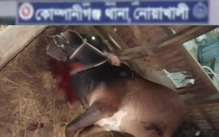 Rising Cumilla - What kind of enmity is this with cows! The miscreants slaughtered two cows and left them in the cowshed