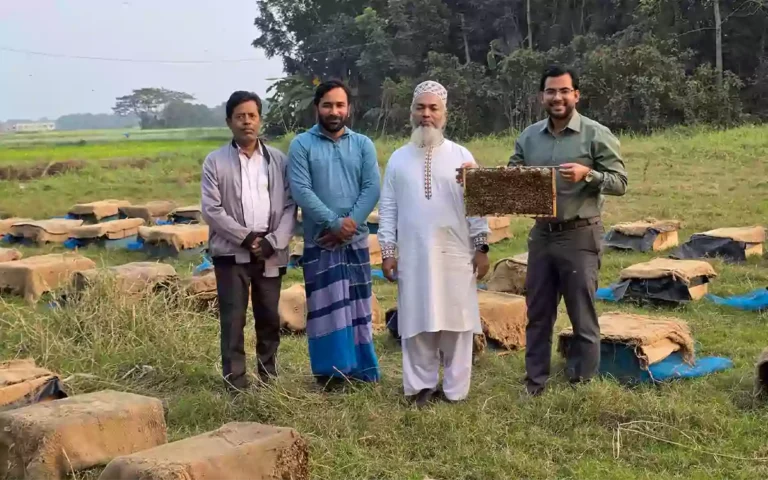 Racing Comilla - Beekeepers start collecting honey from mustard flowers in Brahmanbaria
