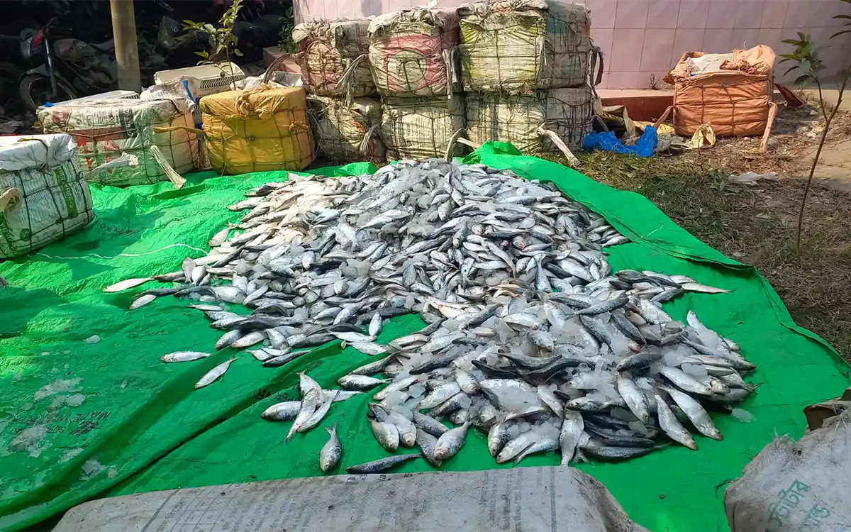 Rising Cumilla - 2,500 kg of jatka hilsa seized in Noakhali