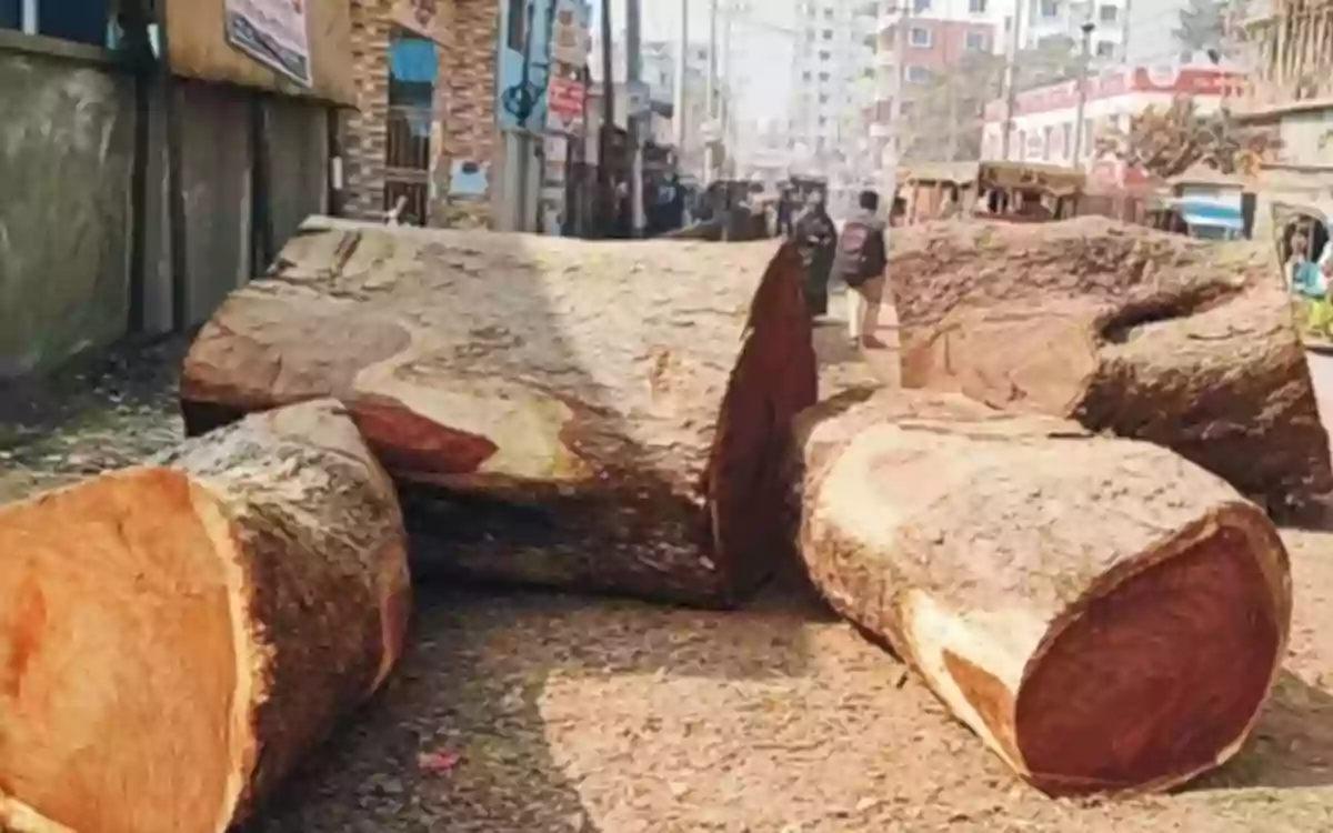 Rising Cumilla - Anger across Comilla city over cutting of century-old trees