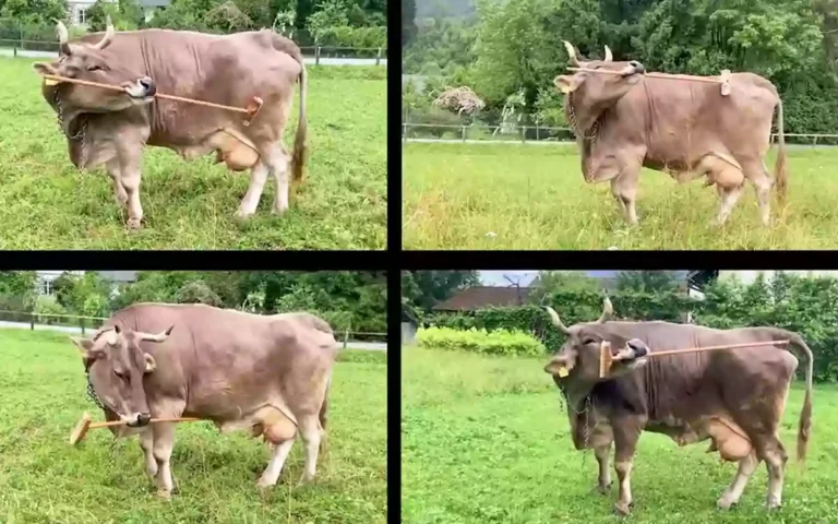 Rising Cumilla - Cows scratch their backs with a brush! Austrian Veronica changes the idea of ​​cattle intelligence