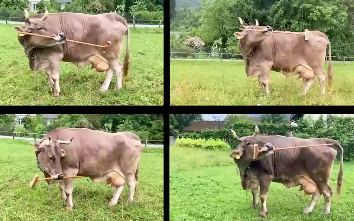 Rising Cumilla - Cows scratch their backs with a brush! Austrian Veronica changes the idea of ​​cattle intelligence
