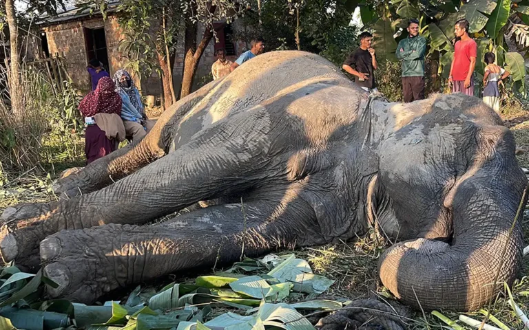 Rising Cumilla - Elephant injured in Sylhet train accident could not be saved