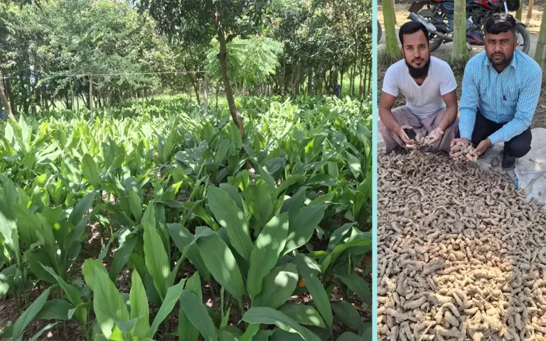 Rising Cumilla - Farmers are excited about their success in cultivating turmeric in a shaded area in Nabinagar, Brahmanbaria.